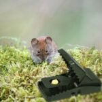 6-Pack: Reusable Mouse Trap - Image 10