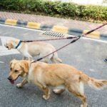 Double Dog Leash No-Tangle with Swivel Coupler Padded Handle - Image 17